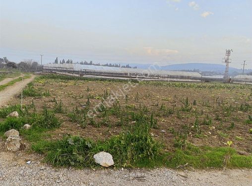 COŞAR EMLAKTAN MENDERES SANCAKLIDA 6 DÖNÜM TEK TAPU TARLA