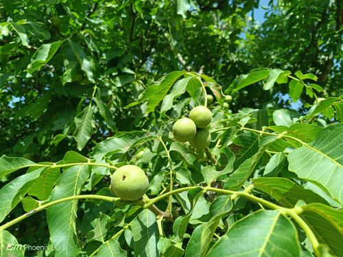 Tekirdağ Şarköy Aşağıkalamış Mahallesi Satılık Arsa