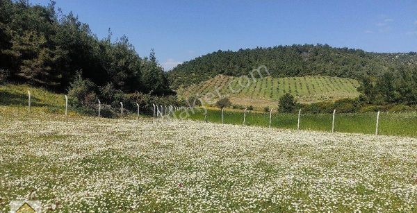 Menderes Çamönünde Doğa Harikası Arazi''turab"dan