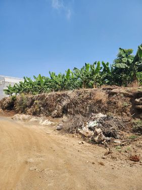 Gazipaşa Beyrebucak Mahallesınde Kurulu Düzen Muz Ve Avokado Bahçesi