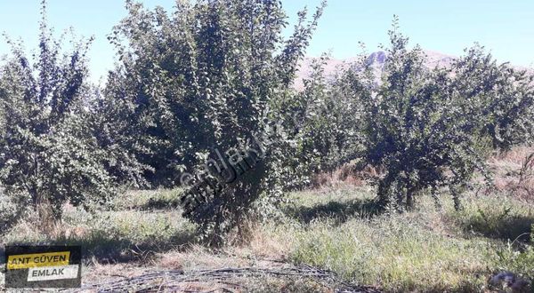 Yetişkin Erik Ve Ceviz Olan Kurulu Düzen Resmi Yolu Olan Bahçe