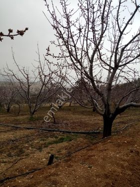 Enes Emlak'tan Özlü Mahallesinde Satılık Daire