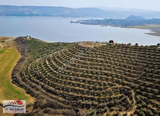 Köprübaşı'da Satılık 159414 M2 Zeytinlik (video)