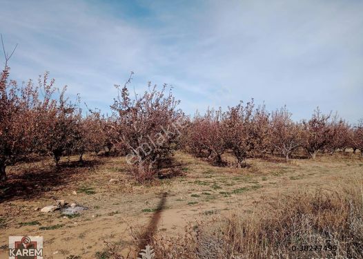 Karem Gayrimenkul'den Çeltek Mah 26000 M² Satılık Elma Bahçesi