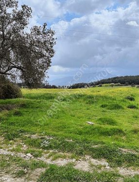 Çınar Gayrımenkul'den Acıl Satışık Resmî Tapulu Tarla