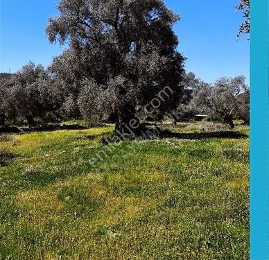 My Gayrimenkul'den Milas Korucukta Satılık Köy İçi 1300m Z.tarla