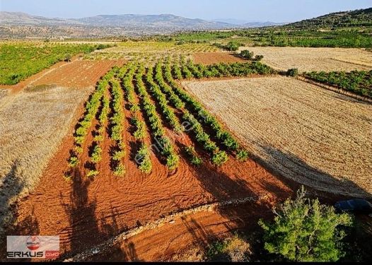 Denizli Çal/çalkuyucak'ta İki Parsel 4.500 M2 Sultani Üzüm Bağı