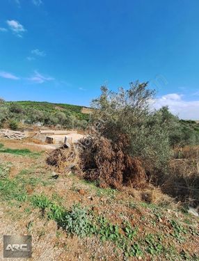 Karacabey Okçular Da Satılık Yatırımlık Hobi Bahçelik Arazi