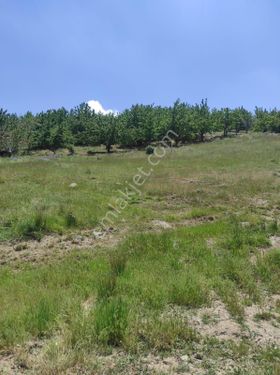 Mersin Erdemli İlemin Mahallesi Karagızgöleti Mevkiinde Acil Satılık 4512 M.kare Tarla