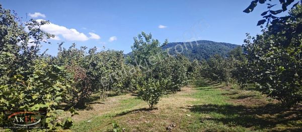 9200 metrekare iki tapu düz fındık bahcesi