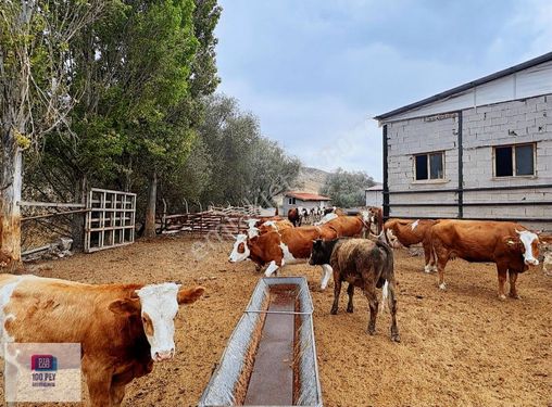 Haymana Mandıra(karaömerli)'de Satılık Büyükbaş Küçükbaş Çiftlik