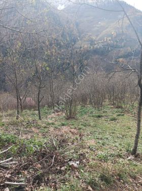 Giresun bulancak'ta 2 dönem fındık bahçesi