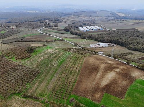  SAKARYA SÖĞÜTLÜ SIRAKÖY'DE MÜSTAKİL TAPU TARLA