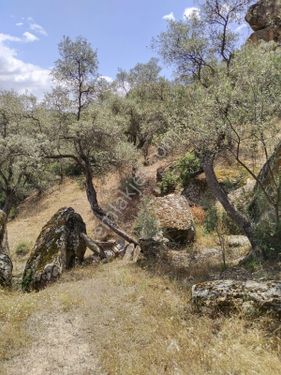 Muğla Yatağan Da Satılık Zeytınlık