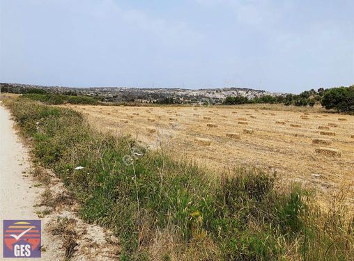 Çeşme Altınkumda Muhteşem Tarla