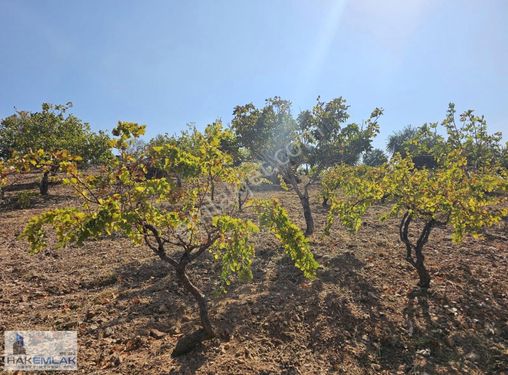 Hak Emlak'tan Fıstık Ve Zeytin Bahçesi Satılıktır!