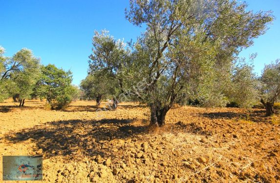 ▀▄aktiften Şahinlerde Verimli Topraklara Sahip Satılık Zeytinlik