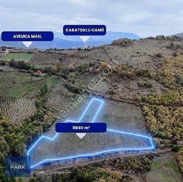 Cb Park Erman Akıncı Canik Avluca 11660m2 Satılık Fındık Bahçesi