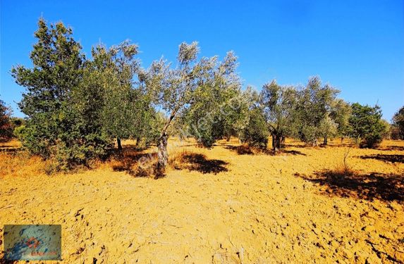 Aktiften Tarihi Ve Ekonomik Değeriyle Öne Çıkan 1300m² Zeytinlik