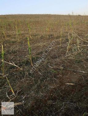 Tekirdağ Malkarada 27.000 M2 Tarla