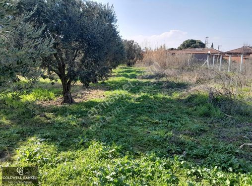 Manisa Akhisar Medar Köyünde Satılık Köy İmarı Sınırında Arsa