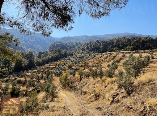 Dağcı Emlak Buldan Bölmekayada Satılık 24000 M2 Zeytin Bahçesi