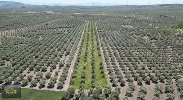 Hamidiye 'de Yatırımlık 2.600m2 Satılık Zeytinlik