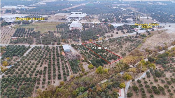 Akhisar Dayıoğlu'nda 2.000 M² Satılık Zeytinlik