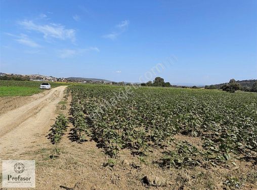 PROFASOR *dan TEKNOSAB YAKINI MUDANYA ÇAYÖNÜ SATILIK YOLLU TARLA