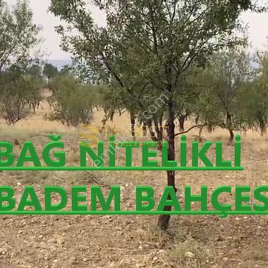 Bağ Nitelikli Badem Bahçesi Yatırım Fırsatını Kaçırmayın