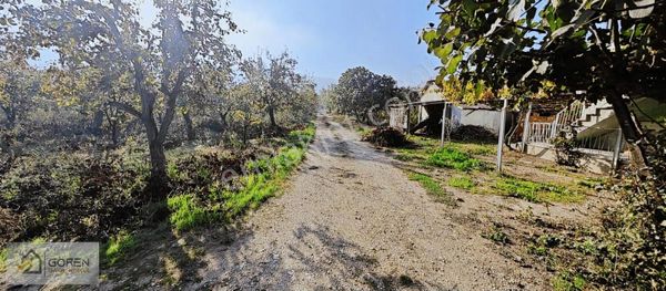 Fadıllıda Satılık Ciflik Yapamaya Uygun Armut Tarlası