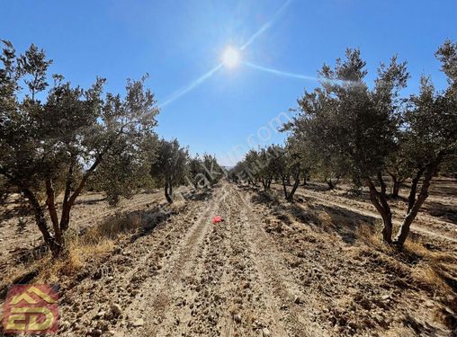 Dağcı Emlak Buldan Bölmekayada Satılık 31300 M2 Zeytin Bahçesi