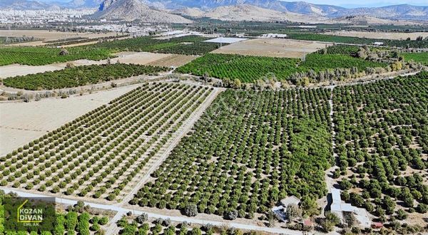 KOZAN DİVAN EMLAK'TAN TUFANLI'DA 57 DÖNÜM NARENCİYE BAHÇESİ