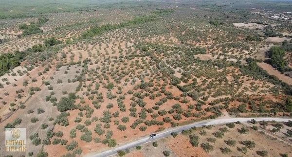 Bayremiç Pııtıreli Köyünde Yüksek Verimli Bakımlı Zeytinlik