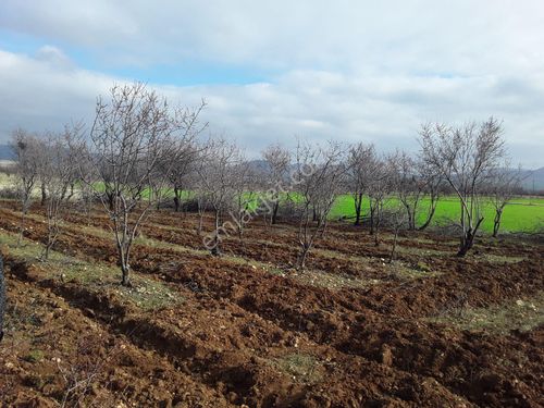 Keban Yola Yakın Poraz Köyde Satlık 5.850 M2 Köy Arsası