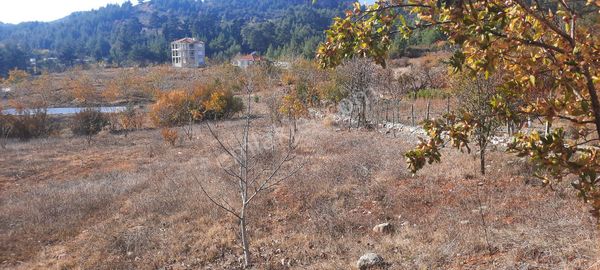 Taşyayla Da Süper Konum 6.300 M2 Tarla