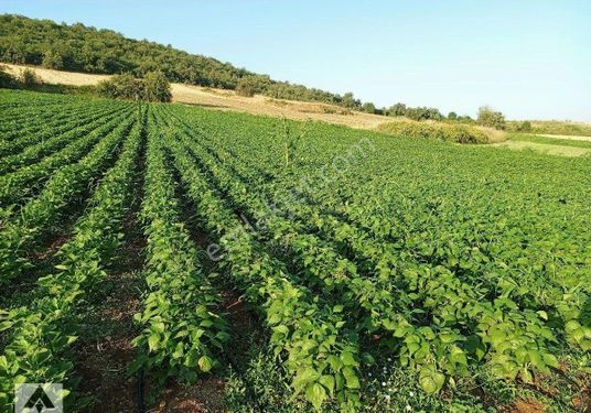 My Ekipden Bilecik Osmaneli Balçıkhisarda Yemyeşil Bahçe Yola Cephe Çok Hesaplı