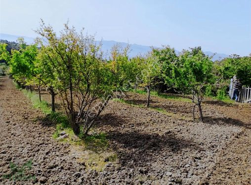 Menemen Görece'de Satılık Meyve Ve Zeytin Bahçesi