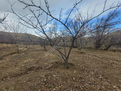 İlbey // Şuhut Karlık Köyü Sınırları İçinde Bahçe