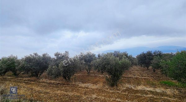 Kemalpaşa Akalan'da Ankara Asfaltına Yakın Satılık Arazi