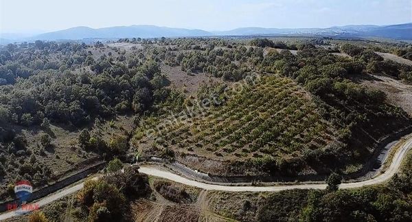 Danışmentte Verimli Topraklarda Satılık Cevizlik Arazi...