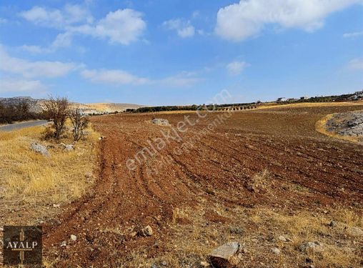 Ayalp'ten Zülfikarda Yol Kenarında Satılık Arazi