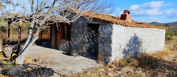 Afacan Dan Çit İle Çevrili Taş Binası Olan Satılık Zeytinlik