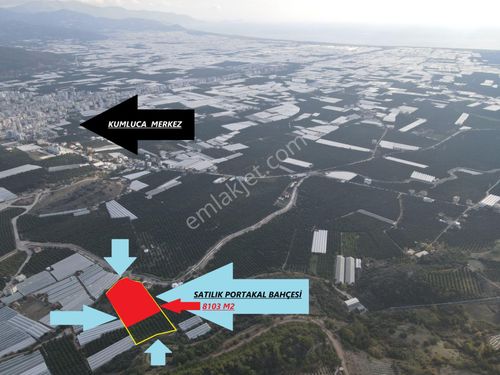 Bmk Dan Antalya Kumluca Da Satılık 8103 M2 Portakal Bahçesi