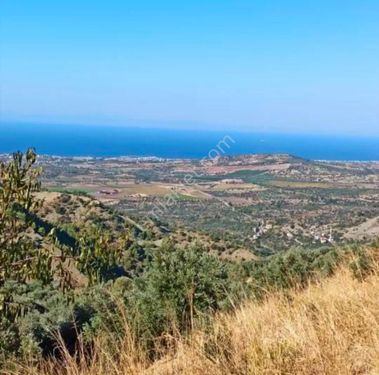 Hatay Arsuz Kurtbagı Köyünde Yetişkin Kayısı Bahçesi 6024 M2