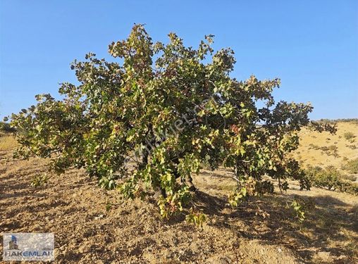 Hak Emlak'tan Zirce'de Satılık Fıstık Ve Zeytin Bahçesi