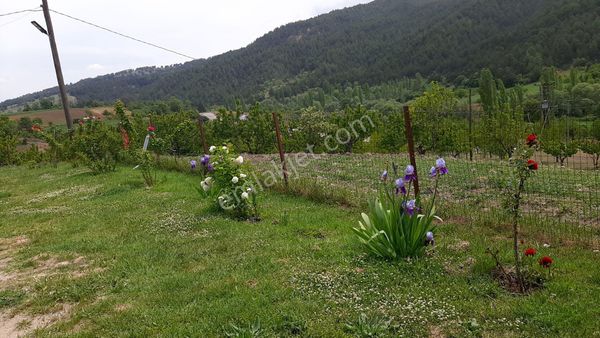 Sahibinden Organik İşletme Kiraz Ceviz Ges