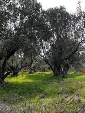 Manisa Yunusemre Türkmen Köyde Satılık Zeytinlik