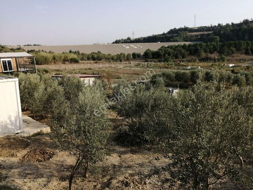 Sahibinden Satılık Zeytin Bahçesi