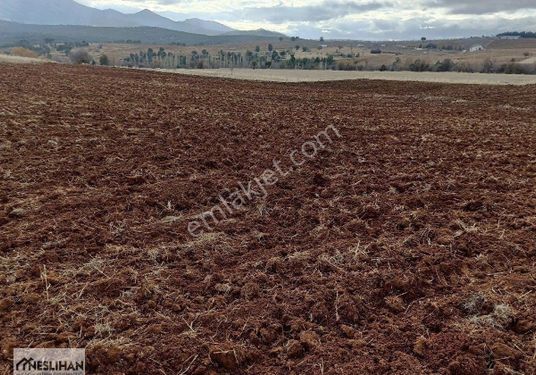 Tavas Tekke'de Yerleşim Yerine(imara) Yakın Tarla Satılıktır